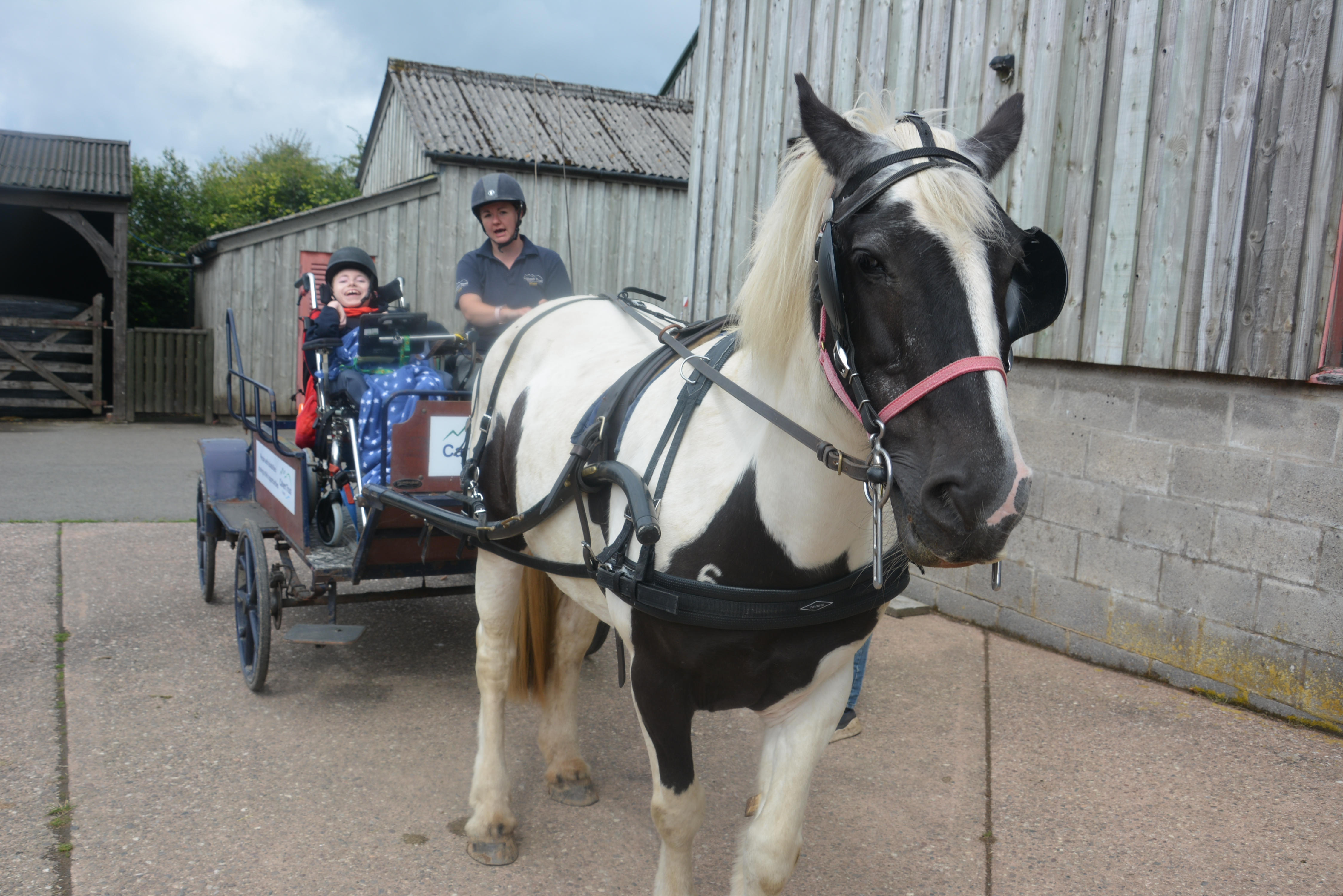 Horse and carriage riding - Calvert Exmoor 3.JPG